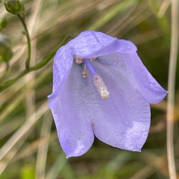 Campanula rotundifolia Kvet