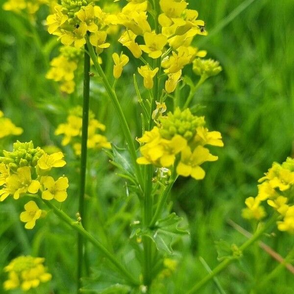 Barbarea vulgaris Цветок