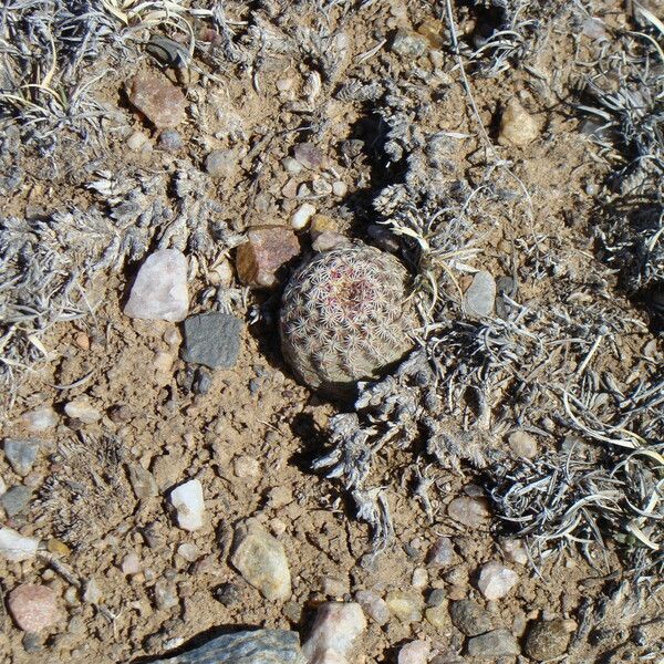 Echinocereus viridiflorus 樹皮