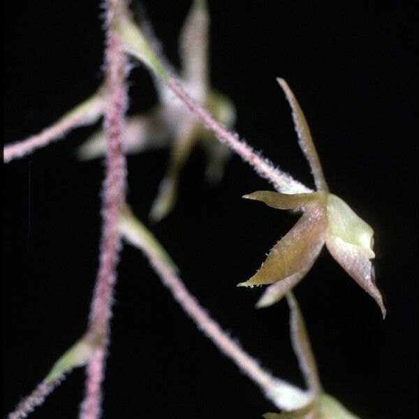 Epidendrum microphyllum Flower