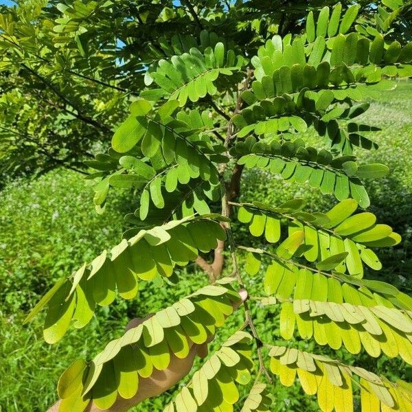 Cassia grandis Folha