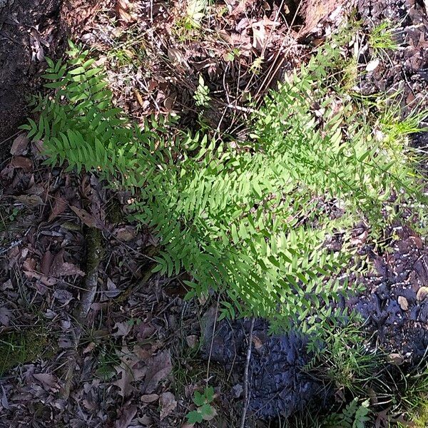 Osmunda spectabilis Агульны выгляд