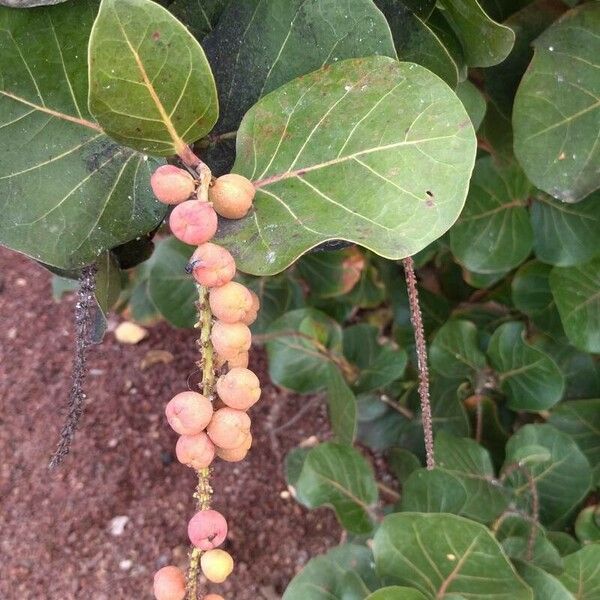 Coccoloba uvifera Owoc