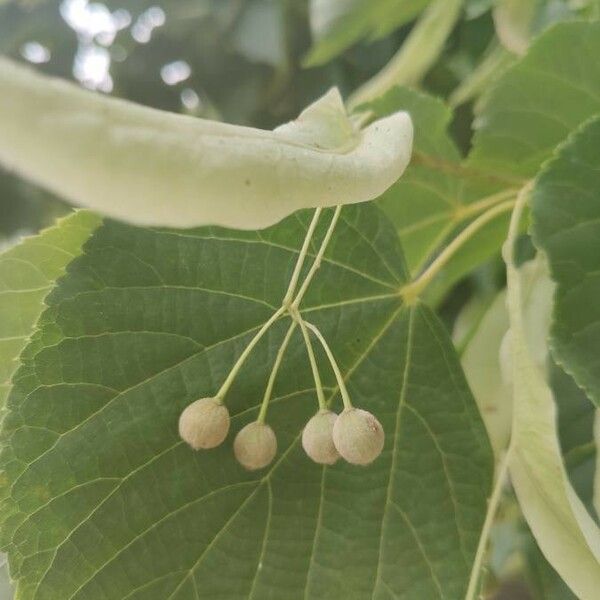 Tilia cordata Fruto