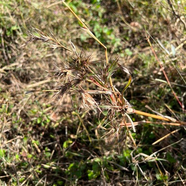 Themeda quadrivalvis Плод