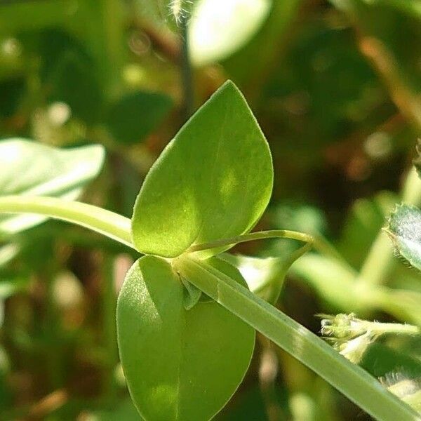 Lysimachia foemina Лист