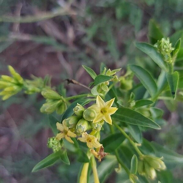 Cestrum parqui 花