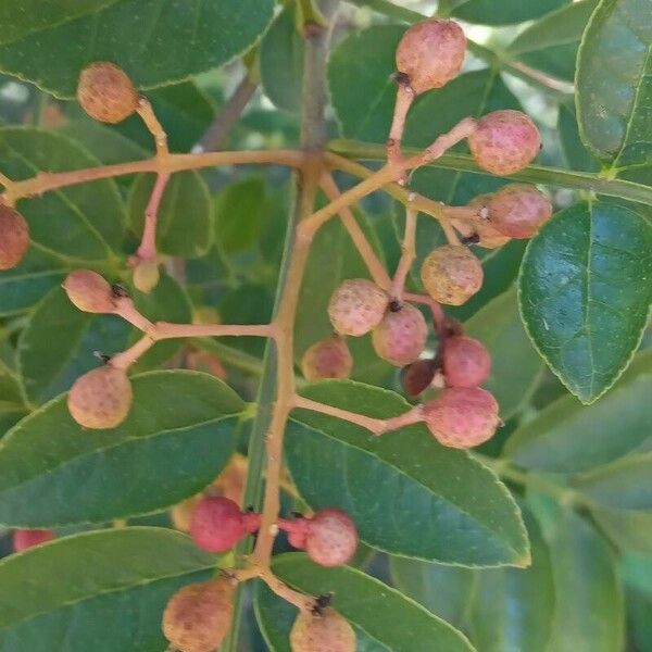 Zanthoxylum americanum Fruchs