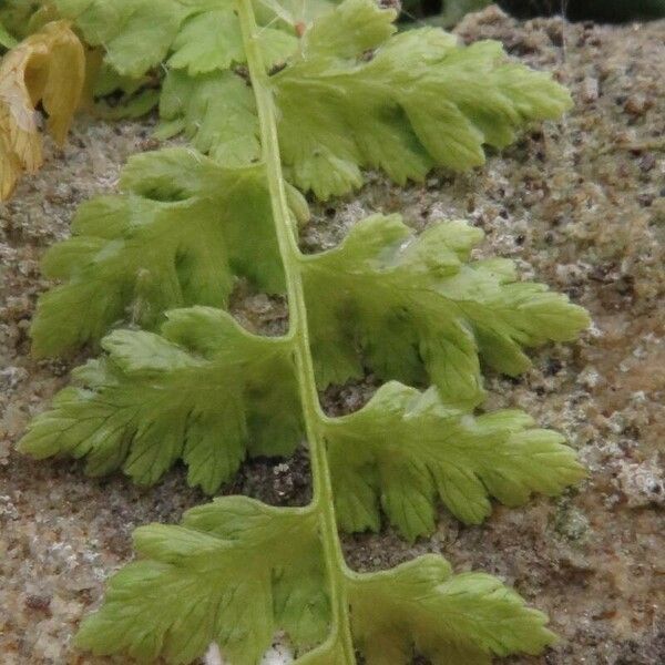 Cystopteris fragilis Blatt