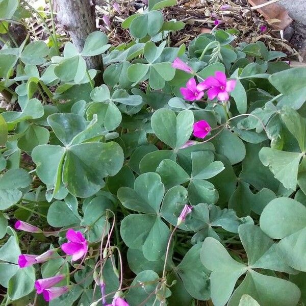 Oxalis articulata Συνήθη χαρακτηριστικά