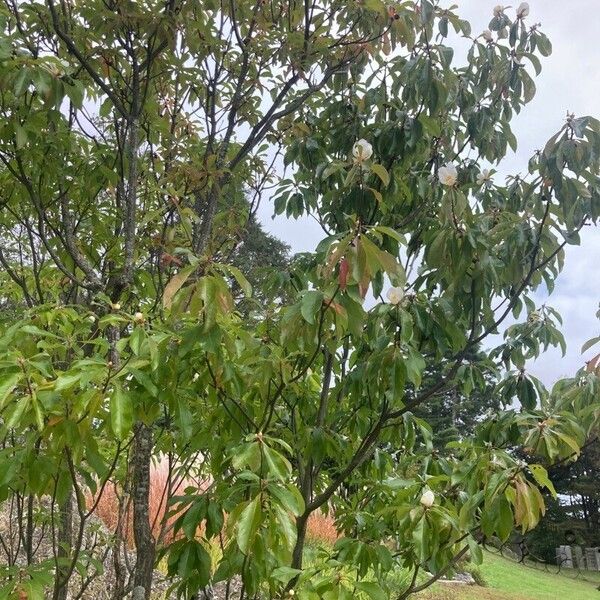 Franklinia alatamaha Flors