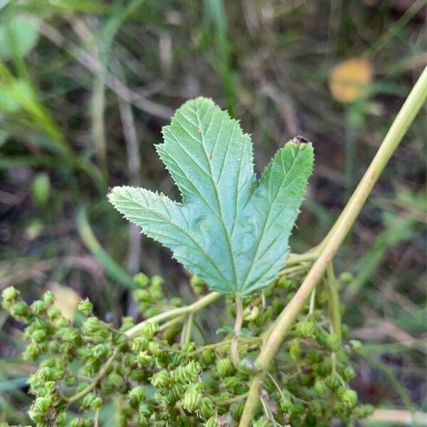 Filipendula ulmaria Blatt