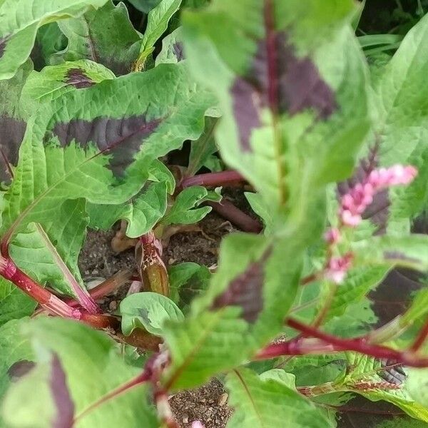 Polygonum persicaria Leaf