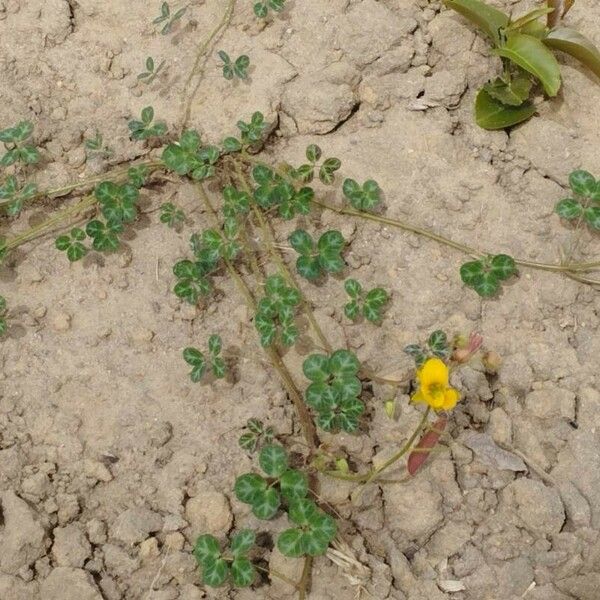 Chamaecrista hispidula Costuma