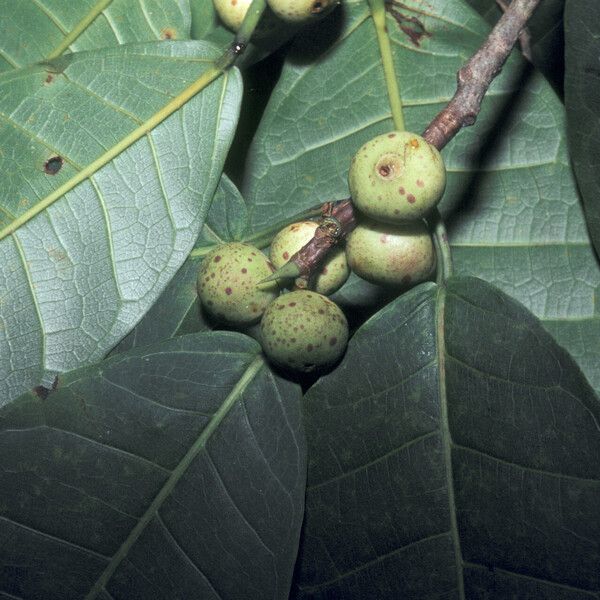 Ficus krukovii Vrucht