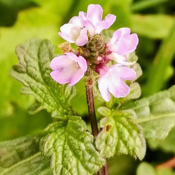 Verbena officinalis Flor