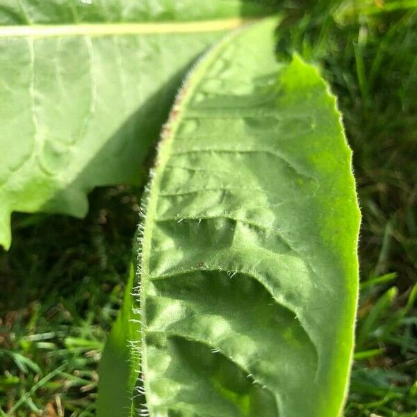 Inula helenium ഇല