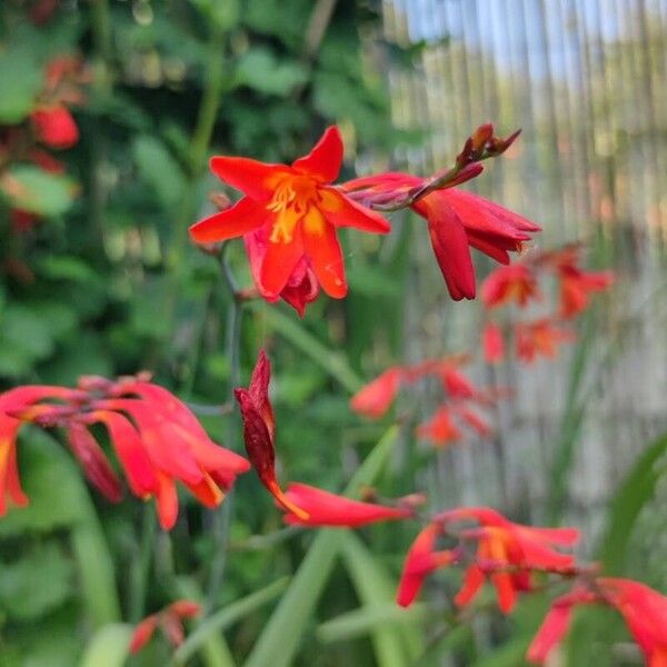 Crocosmia x crocosmiiflora Flor