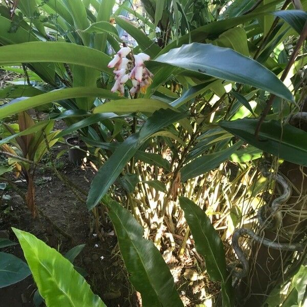 Alpinia zerumbet Habitatea