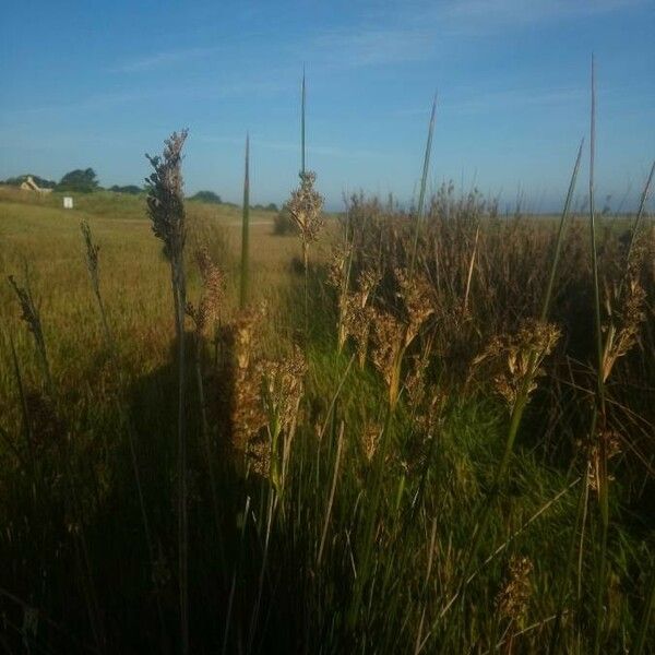 Juncus maritimus Flor