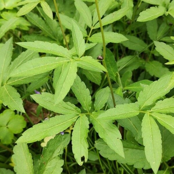 Cardamine bulbifera List