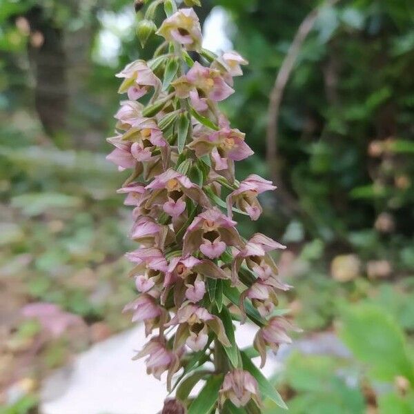 Epipactis helleborine Flor