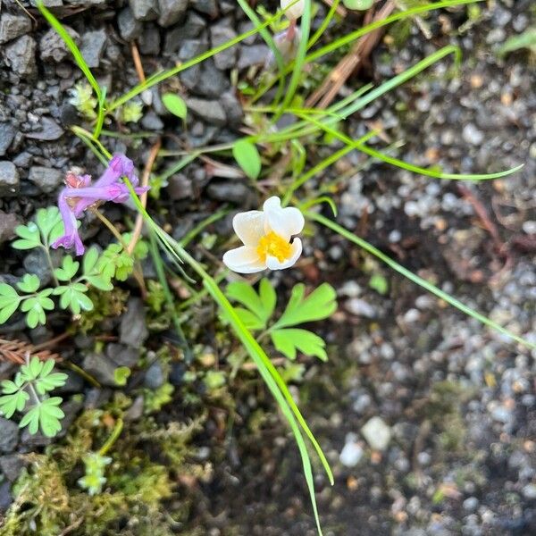 Sanguinaria canadensis Цвят