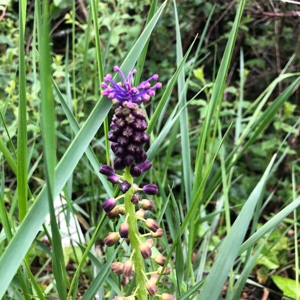 Muscari comosum 花