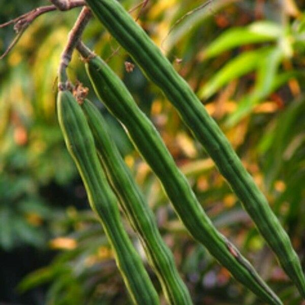 Moringa drouhardii Ffrwyth