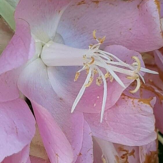 Dombeya wallichii Çiçek
