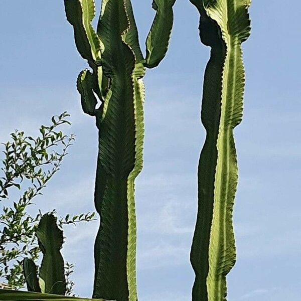 Euphorbia murielii Leaf