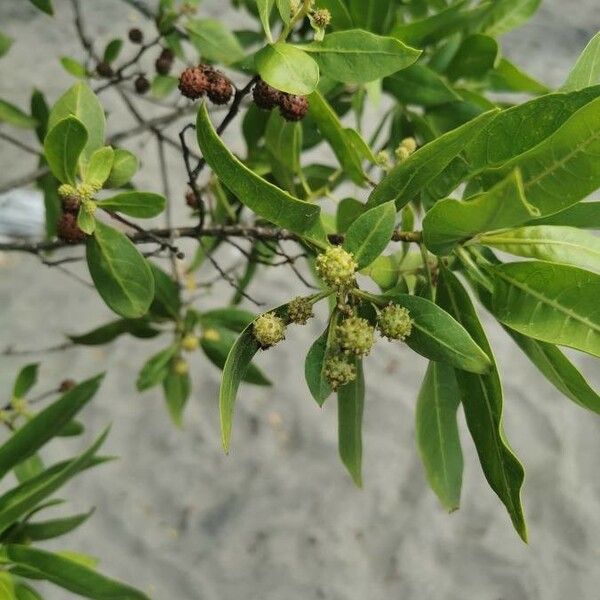 Conocarpus erectus Folha