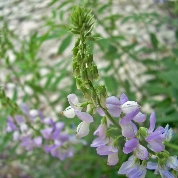 Galega officinalis Çiçek