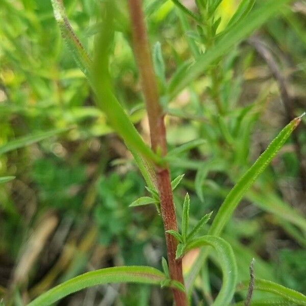 Achillea ptarmica Leaf