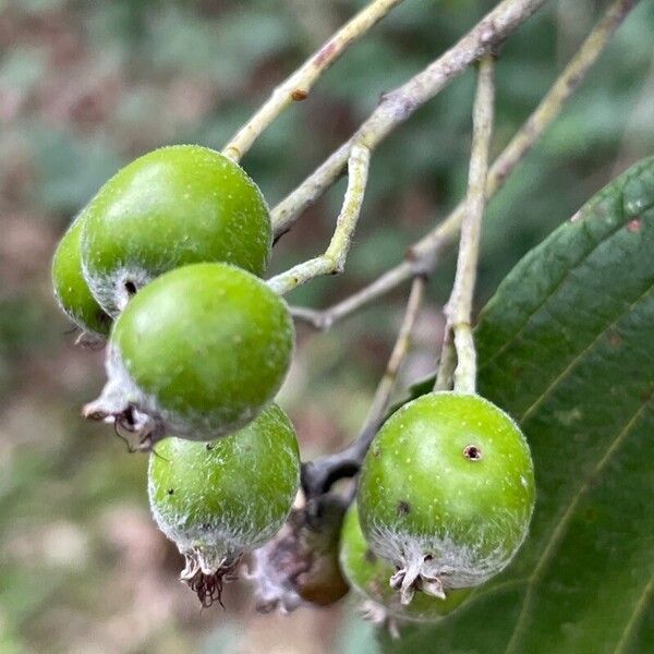 Aria edulis Fruit