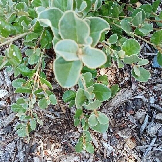 Correa alba Leaf