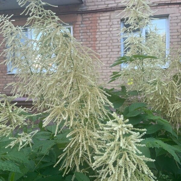 Aruncus dioicus Floare