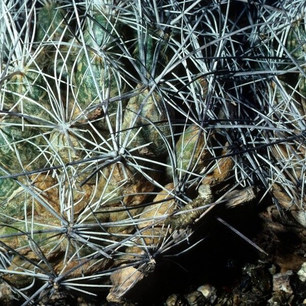 Coryphantha ramillosa (Big bend cory cactus)