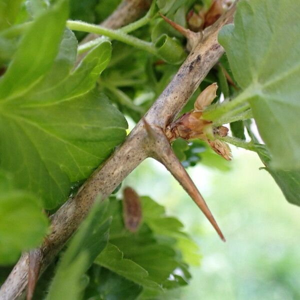 Ribes uva-crispa Corteccia