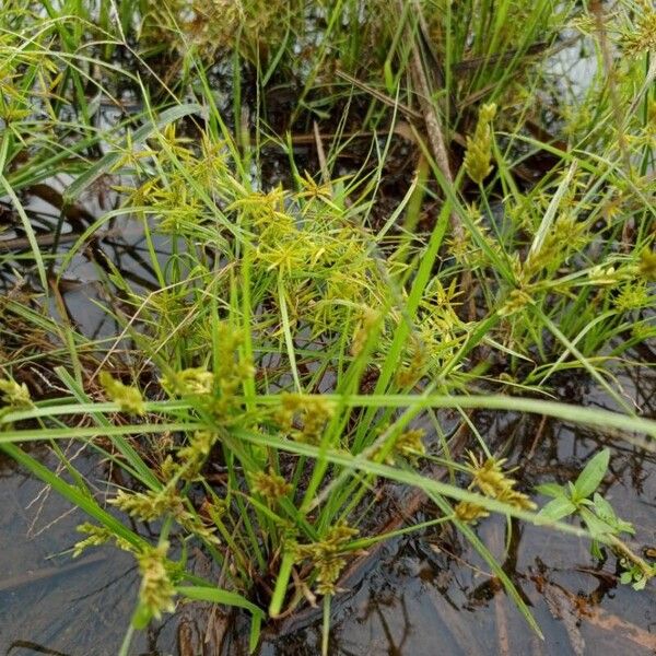 Cyperus iria Flower