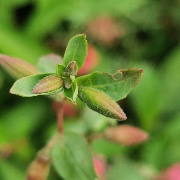 Clarkia unguiculata Leaf