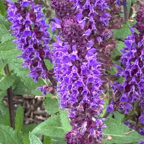 Salvia nemorosa Fleur