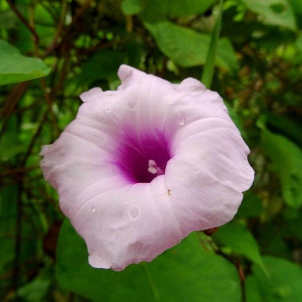 Ipomoea tiliacea 花