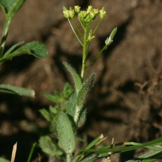 Draba nemorosa Habit