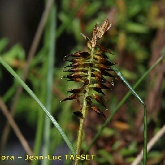 Carex pyrenaica Blodyn