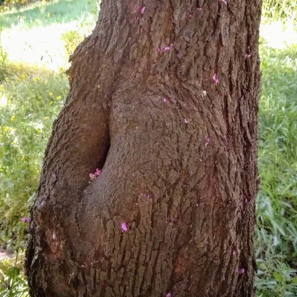 Cercis siliquastrum Bark