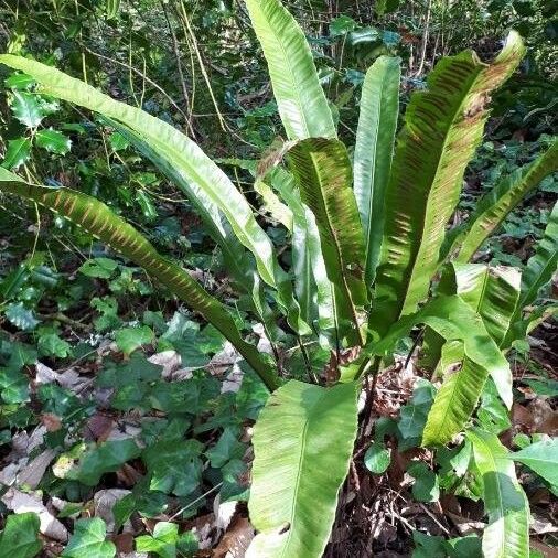 Asplenium scolopendrium Hoja