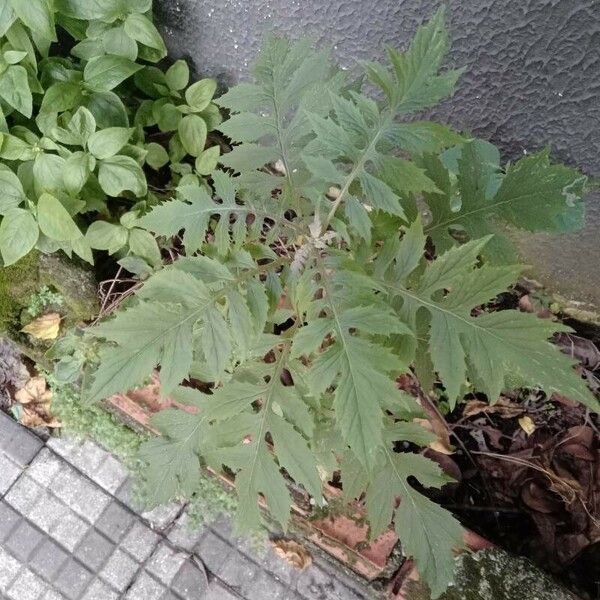 Erechtites valerianifolius Leaf