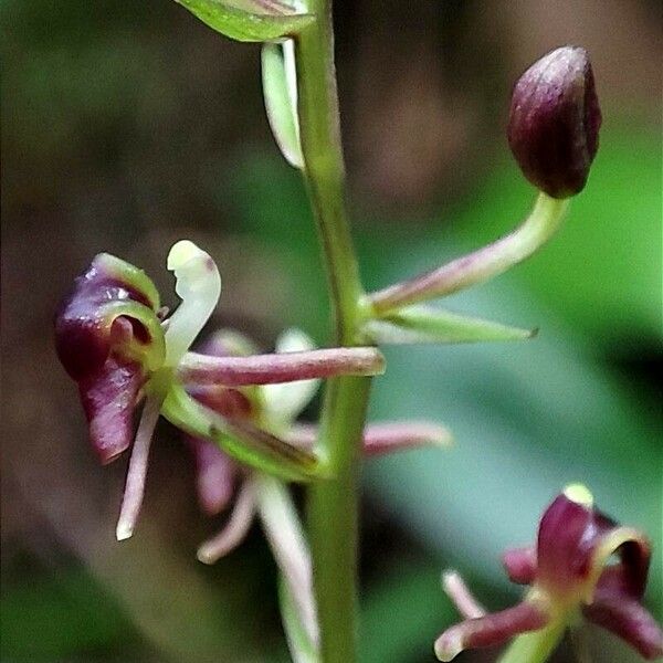 Liparis nervosa Blomma