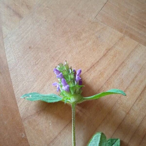 Prunella grandiflora Kukka